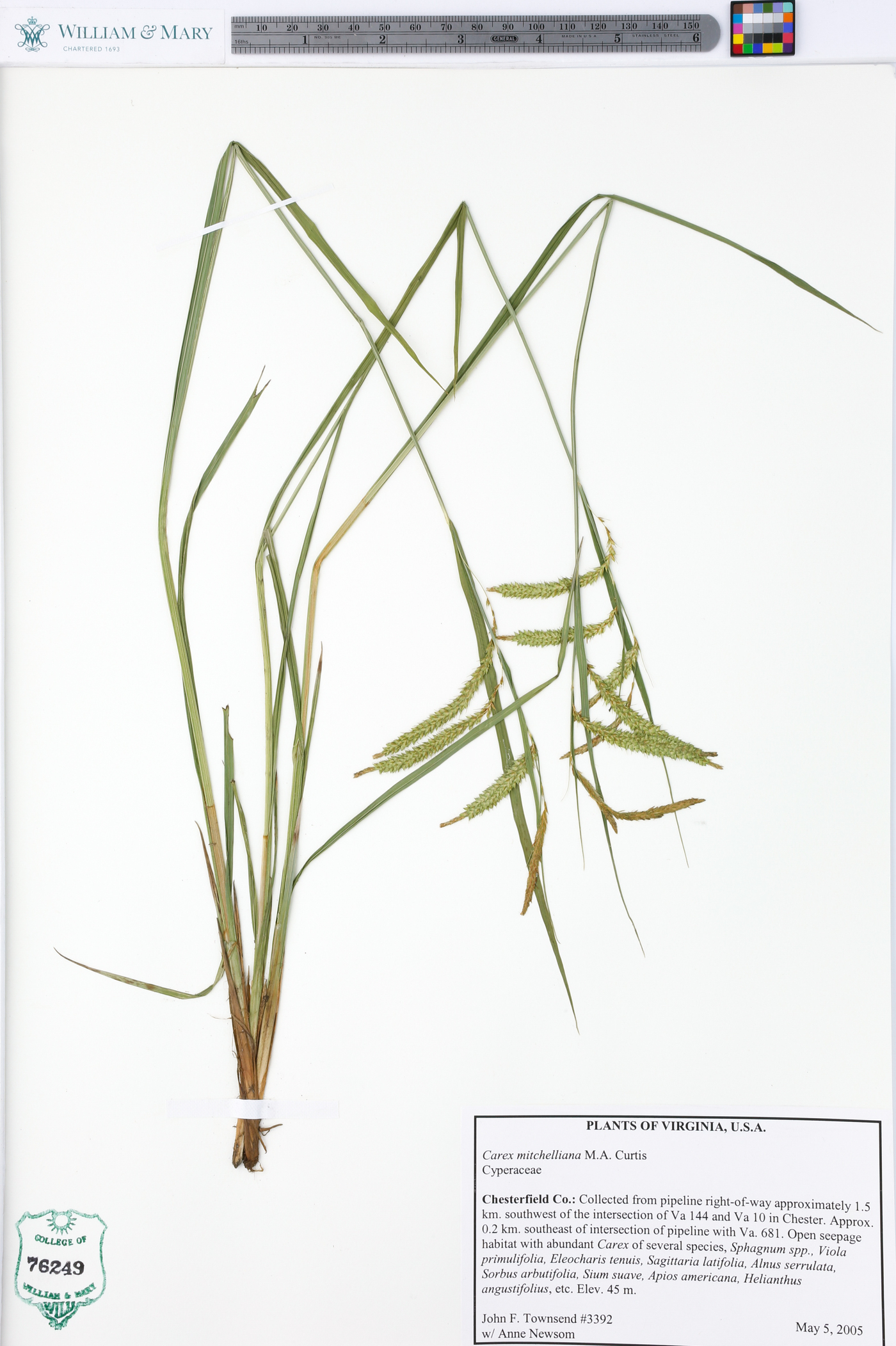 Carex mitchelliana image