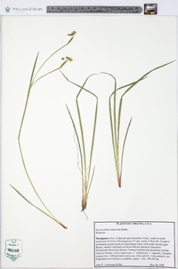 Sisyrinchium atlanticum image