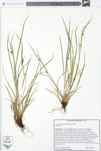 Carex oligocarpa image