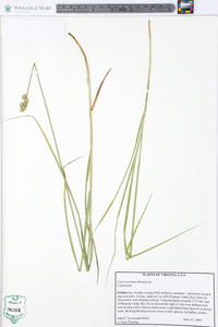 Carex normalis image