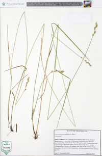 Carex festucacea image