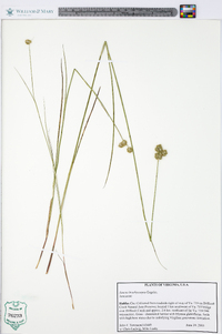 Juncus brachycarpus image