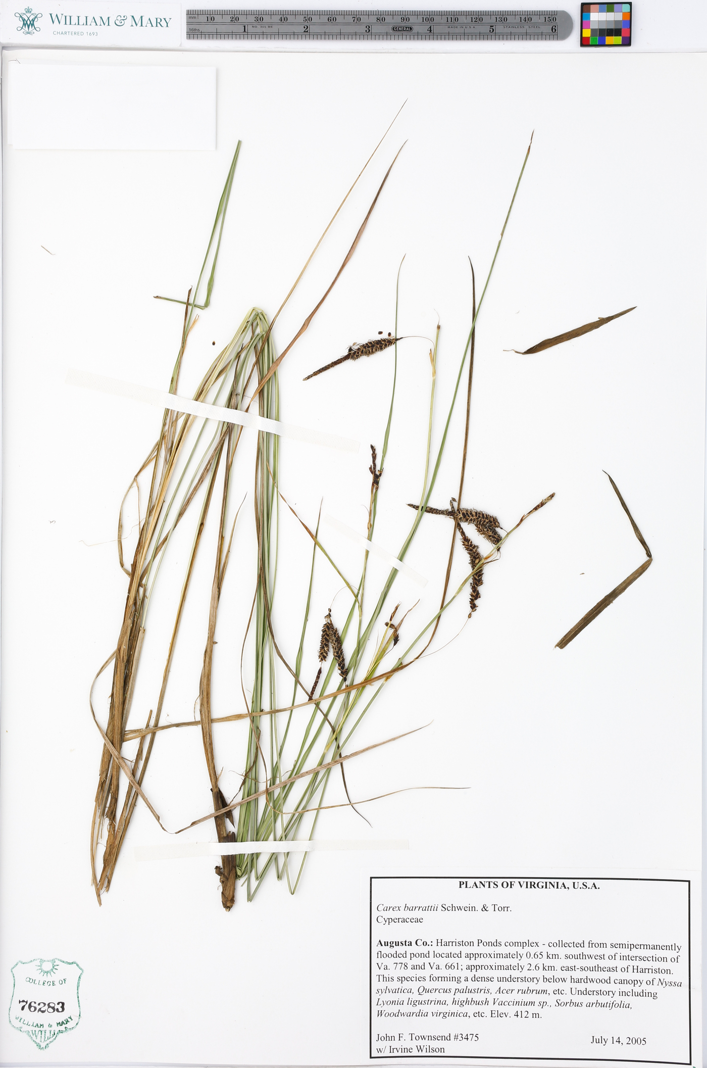 Carex barrattii image