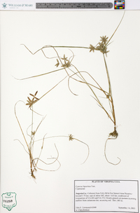 Cyperus bipartitus image