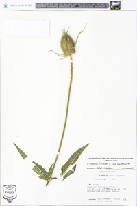 Dipsacus fullonum image