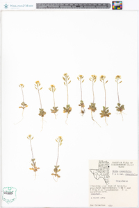 Draba cuneifolia image