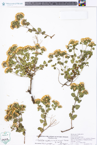 Ageratina wrightii image