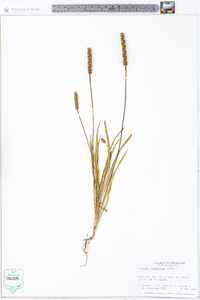 Plantago wrightiana image