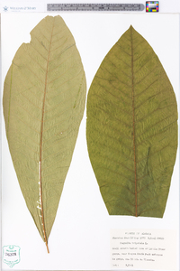 Magnolia tripetala image