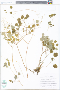 Thalictrum mirabile image