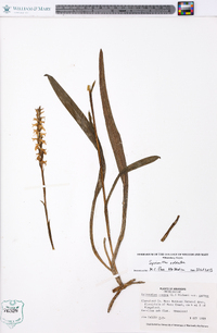 Spiranthes odorata image