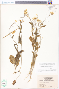 Cardamine bulbosa image