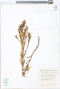 Castilleja sulphurea image