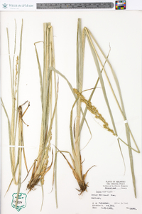 Carex crus-corvi image