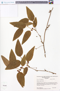 Smilax walteri image