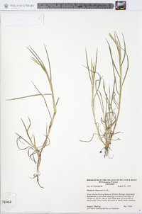 Paspalum dissectum image