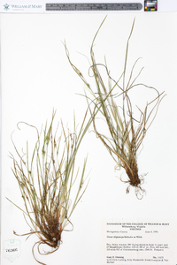 Carex oligocarpa image