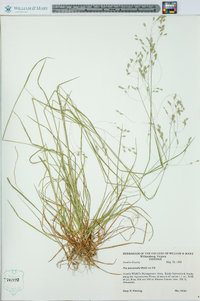 Poa autumnalis image