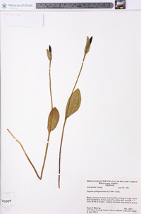 Pogonia ophioglossoides image