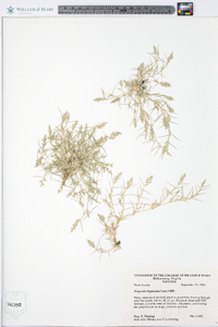 Eragrostis hypnoides image