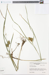 Carex louisianica image