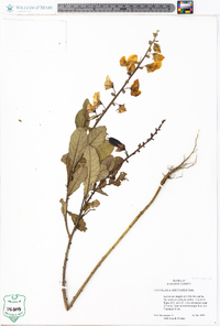 Crotalaria spectabilis image