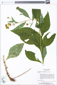 Verbesina alternifolia image