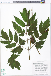 Actaea racemosa image