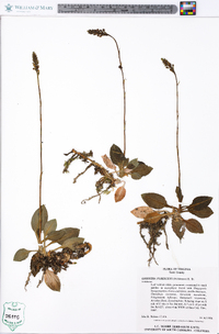 Goodyera pubescens image