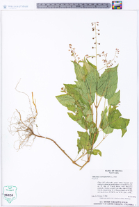 Circaea canadensis image