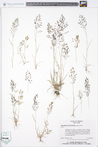 Eragrostis hypnoides image