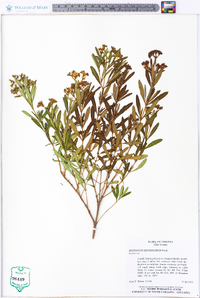 Hypericum densiflorum image