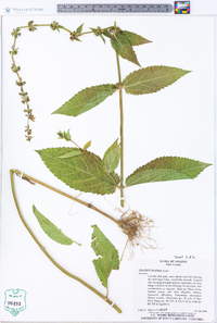 Stachys hispida image