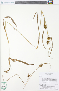 Carex folliculata image