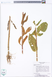 Stachys eplingii image