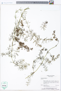 Galium verum image