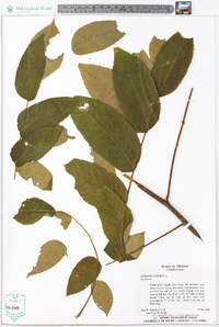 Juglans cinerea image