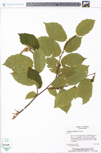 Corylus cornuta image