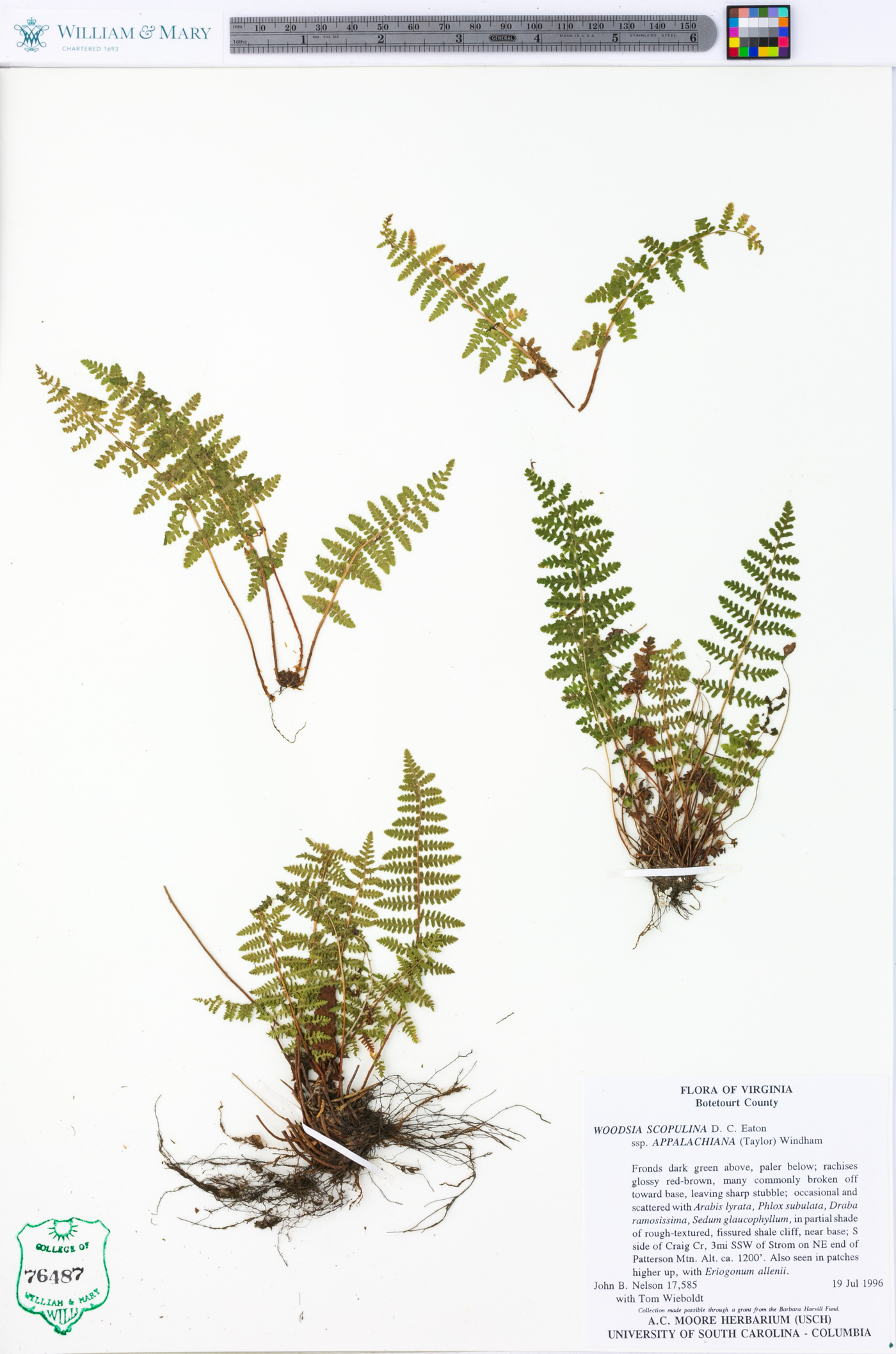 Woodsia scopulina subsp. appalachiana image