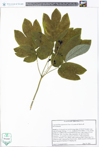 Caulophyllum giganteum image