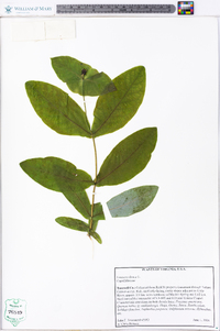 Lonicera dioica image