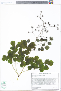 Thalictrum coriaceum image