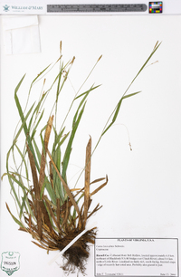 Carex laxiculmis image