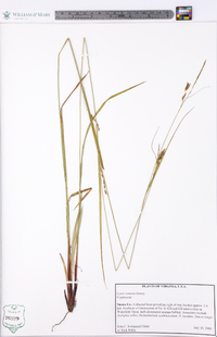 Carex venusta image