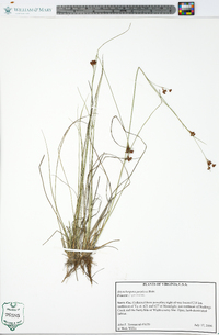 Rhynchospora perplexa image