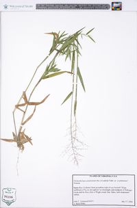 Dichanthelium acuminatum subsp. acuminatum image