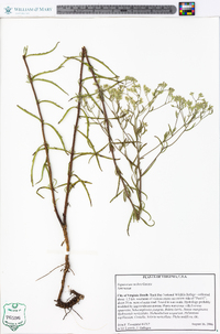 Eupatorium mohrii image