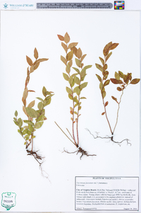 Vaccinium fuscatum image