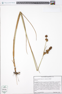 Juncus scirpoides var. compositus image