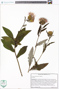 Cirsium altissimum image